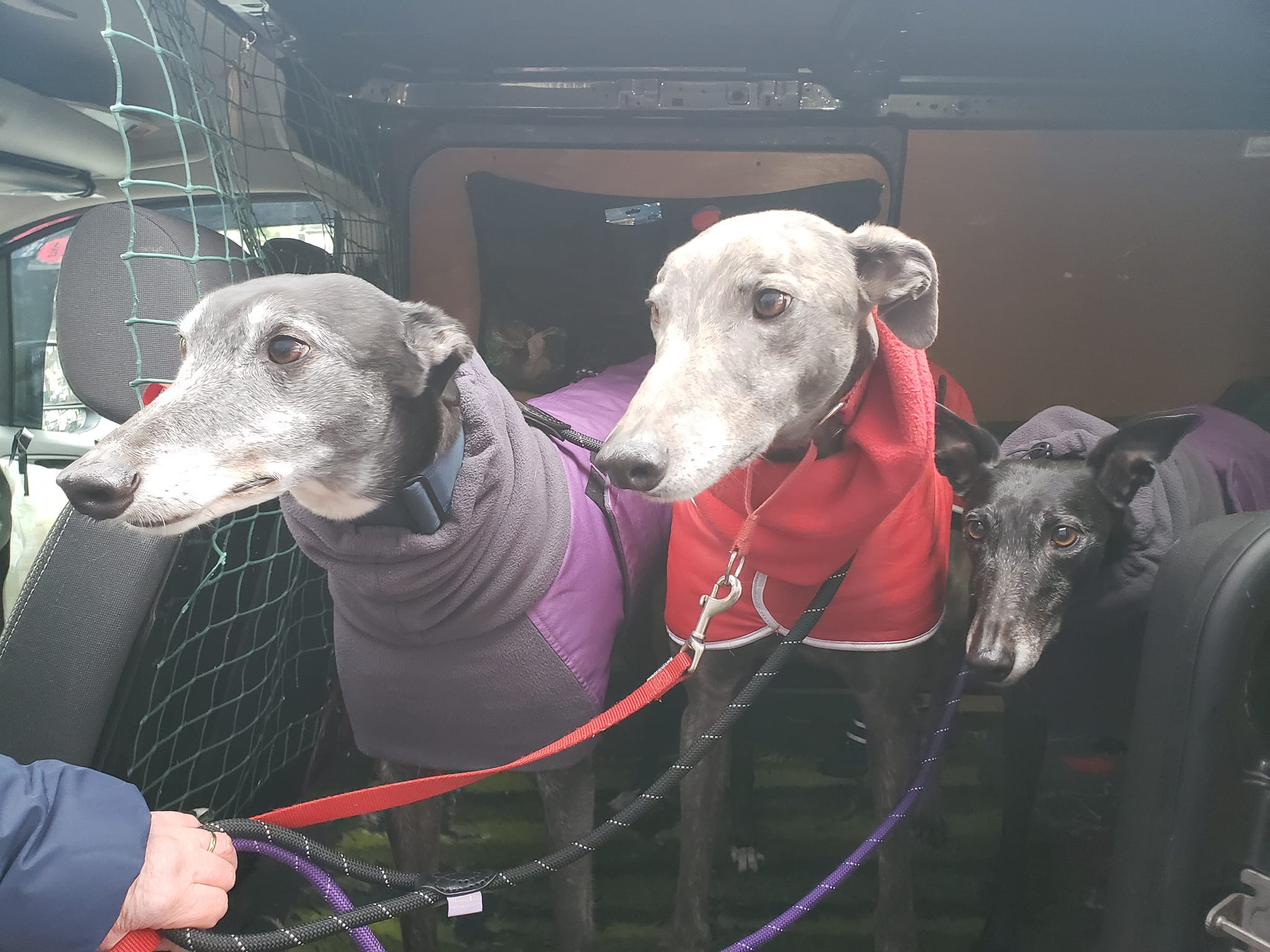 These beautiful dogs are already benefitting from the kindness of Middlesbrough Lottery players